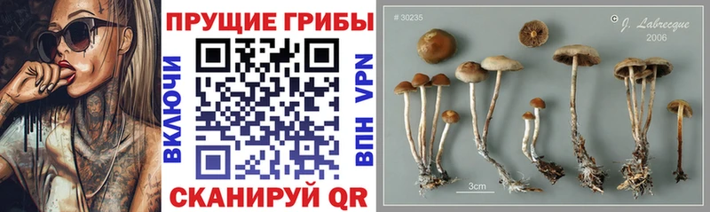 Псилоцибиновые грибы Psilocybe  цена   Копейск 